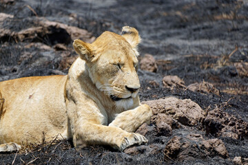 male and female lion lying in the savanna gras