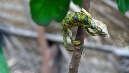 colorful chameleon on zanzibar island
