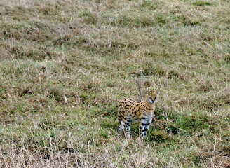 African Serval in the Serengeti