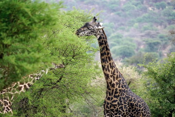 giraffe in the serengeti park