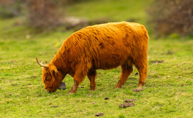 Highland cattle with long horns grazing in a green pasture.Highland cow grazing peacefully in green meadow