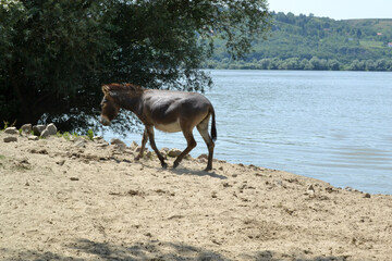 Balkan donke near the water