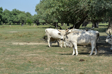 Podolian beef in a field