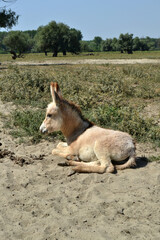 Balkan donkey in a farm