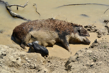 Pig mangulica in the wild