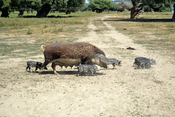 Pig mangulica in the field