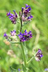 Anchusa blooms in nature