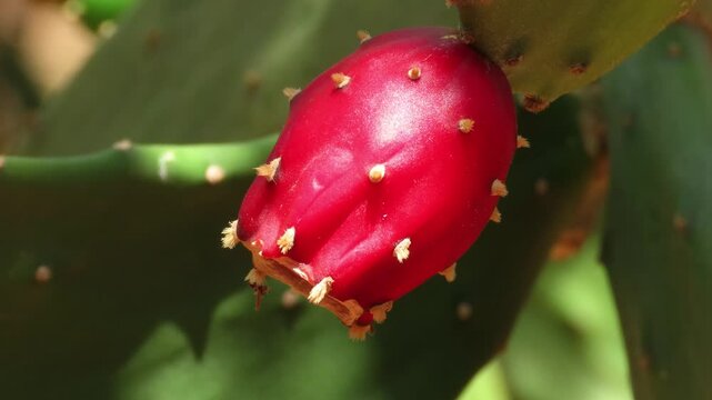 Authentic cactus flower. Red inflorescence of Opuntia ficus-indica, Prickly pear cactus.