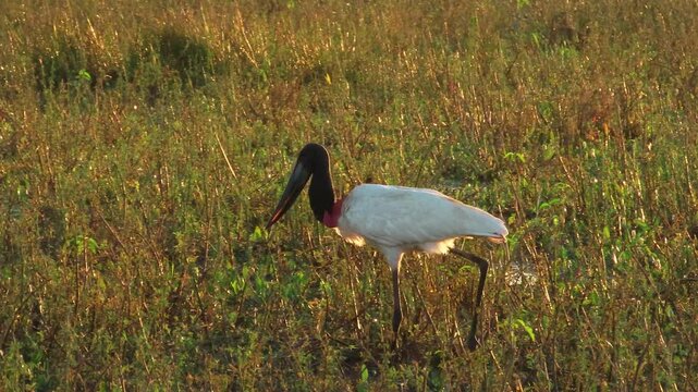 Jabiru mycteria, also known as Tuiuiu, Pantanal, Brazil. 