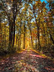Naklejka premium Autumn pathway through the autumn forest. Sunny forest autumn landscape in sunny day