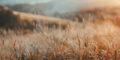 Golden sunrise over serene autumn field with tall grass in soft focus
