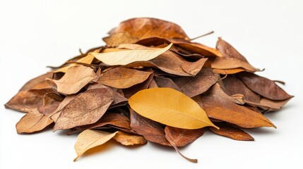 A pile of colorful autumn leaves, isolated on white for seasonal designs.