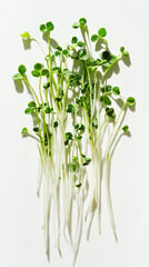 Obraz premium microgreens, showcasing their vibrant green color. A healthy and wholesome image,