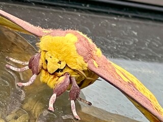 A close-up of a vibrant yellow and pink moth with fuzzy texture, intricate wing patterns, and detailed antennae.