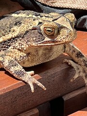 A close-up of a brown, textured toad with bumpy skin resting on a wooden surface. Its intricate skin patterns and alert eye highlight its rugged adaptation to the natural environment.