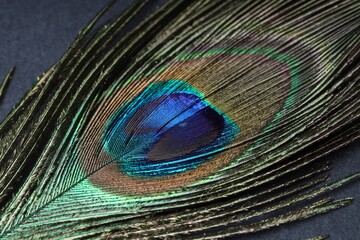 Fototapeta premium Beautiful bright peacock feather on grey table, closeup