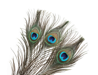 Obraz premium Three beautiful peacock feathers isolated on white