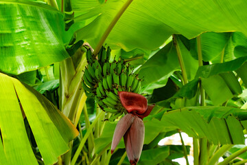 beautiful palm plants with big palm leaves and green growing bananas in Göynük Turkey (Kemer/Antalya)