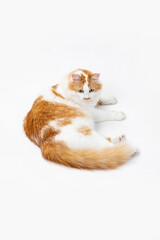 An adorable orange and white cat is leisurely relaxing on a wonderfully soft surface