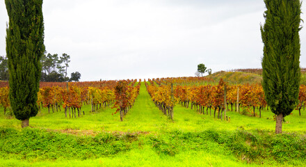Fototapeta premium Two trees and a vineyard. Autumn 