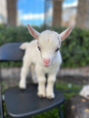 Obraz premium baby goat on a farm