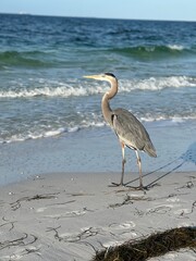 heron on the beach