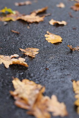autumn leaves on asphalt