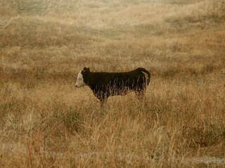 Fototapeta premium Cow in field