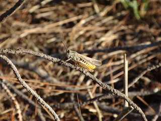 The common field grasshopper (Chorthippus brunneus), male sitting on a dry twig