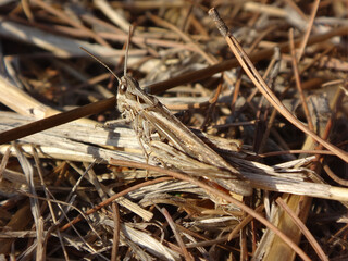 The common field grasshopper (Chorthippus brunneus) sitting on dry fallen pine needles