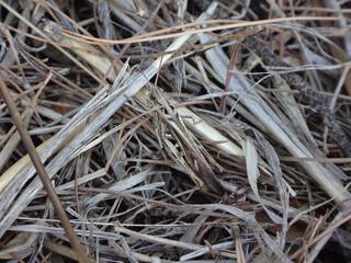 The common field grasshopper (Chorthippus brunneus) sitting in dry grass