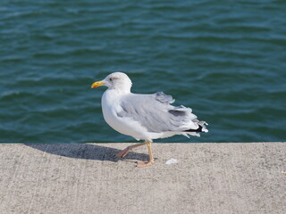 Herring gulls are on the quay wall