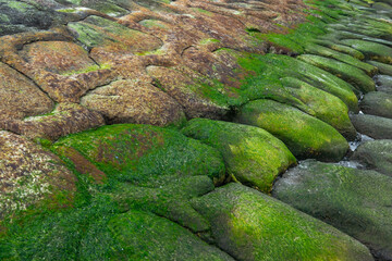 coastal texture of algae on rocks at low tide of the sea. moss texture in nature for background