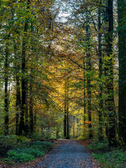 Waldweg durch den herbstlichen Wald