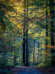 Waldweg durch den herbstlichen Wald