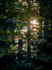 Sonnenlicht im herbstlichen Wald