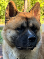 Portrait of a purebred American Akita puppy dog.  He. out for a walk on a summer day.  The sun casts a beautiful golden glow upon his head.