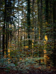 Sonnenlicht im herbstlichen Wald