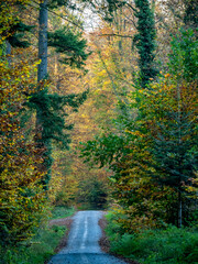Waldweg durch den herbstlichen Wald