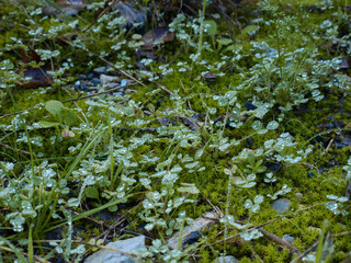Grass with water drops