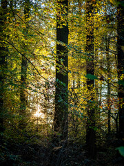 Sonnenlicht im herbstlichen Wald
