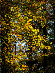 Sonnenlicht im herbstlichen Wald