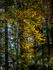 Sonnenlicht im herbstlichen Wald