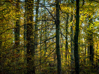 Sonnenlicht im herbstlichen Wald
