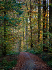 Waldweg durch den herbstlichen Wald