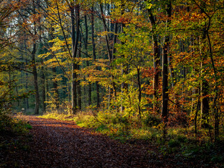 Waldweg durch den herbstlichen Wald