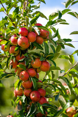 Apple tree. Red apple orchard. Apple garden. Red juicy apples in apple orchard. Branch of ripe red apples on a tree in a garden. Autumn Harvest.