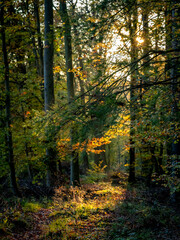 Waldweg durch den herbstlichen Wald