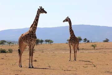 giraffe in the savannah