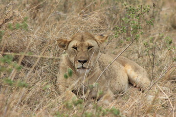 lion cub in the grass